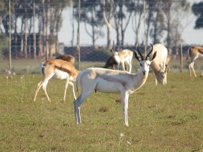 Rare game auction a first for Southern Cape
